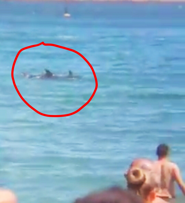 Apariție spectaculoasă la Eforie Nord. Turiștii au scos imediat telefoanele pentru a nu rata momentele | VIDEO