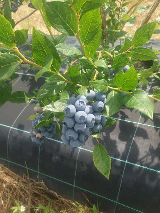 Afinele s-au copt deja în Oltenia