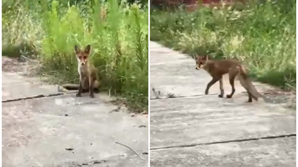 Scene ireale într-un parc din Arad, în plină zi. O femeie a fost mușcată de un șacal, în timp ce încerca să-și salveze câinele