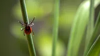 (P) Cum ne protejăm spațiul verde de căpușe