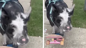Nu e un banc! Cel mai neobișnuit record mondial, obținut de un…porc! Câți metri a mers pe skateboard