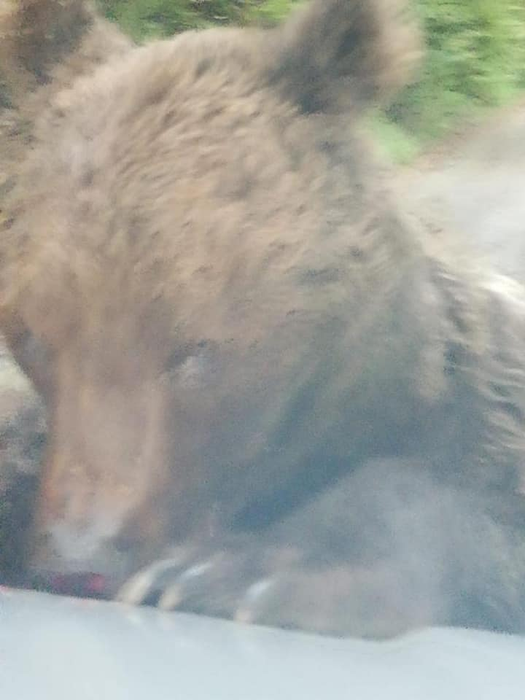 Este alertă în Prahova. Un urs rănit și agresiv a atacat oamenii în zona Bușteni