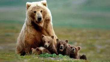 Cinci turiști din București, fugăriți de o ursoaică pe un traseu din Munții Bucegi