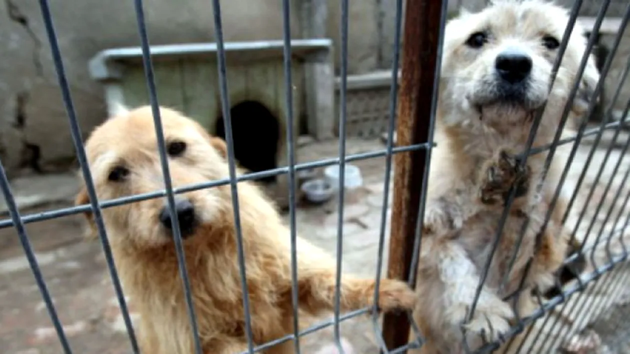 Adoptiile cainilor fara stapan sunt in PERICOL! Proiectul care iti poate interzice sa adopti un maidanez: Cerem modificarea lui