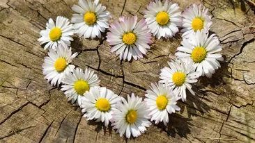 Florii, tradiții și superstiții. Ce nu trebuie să faci, sub nicio formă, pe 9 aprilie 2023