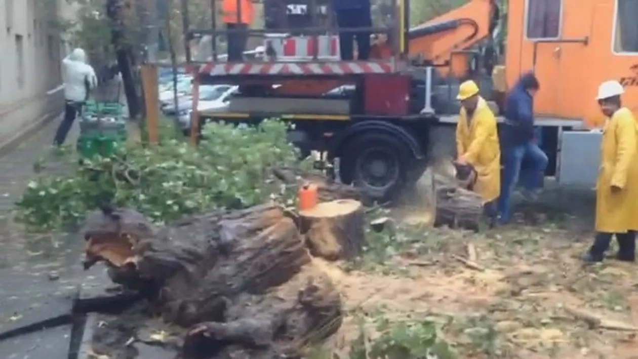 COD GALBEN în Capitală. Un copac a căzut peste o maşină de taxi, iar şoferul a fost dus la spital! 