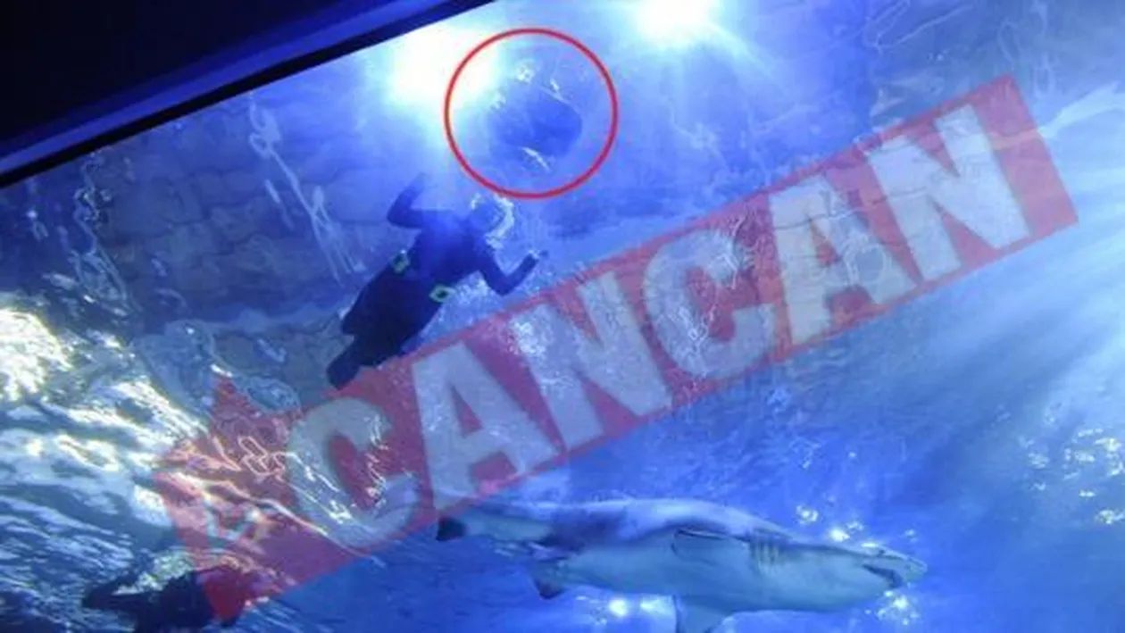 A inotat cu rechinii