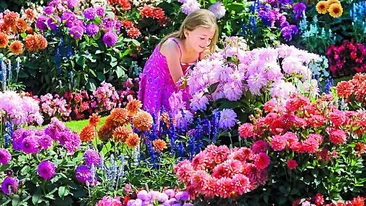 Au 1.000 de dalii in curte