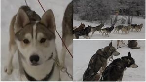 Cât costă plimbarea cu sania trasă de câini husky. Locul din România unde turiștii se simt ca-n Laponia