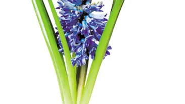 Iata ce boli te pandesc in casa