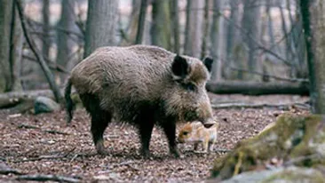 Cinci persoane din Suceava, diagnosticate cu trichineloza dupa ce au mancat preparate din mistret