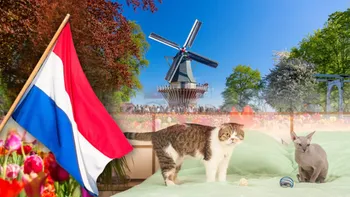 Cele două rase de pisici care au fost interzise în Olanda. Care este motivul