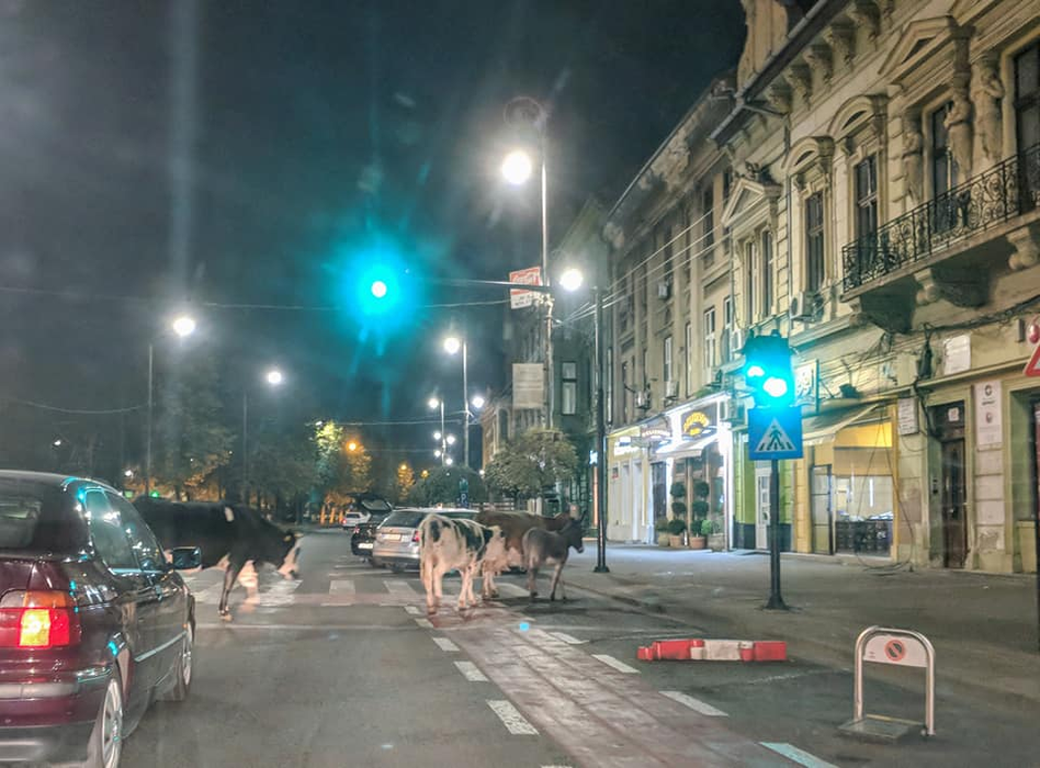 ”Gașca” de patru animale s-a plimbat nestingherită prin centrul Aradului