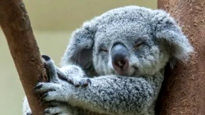 De ce koala îmbrățișează mereu copacii?