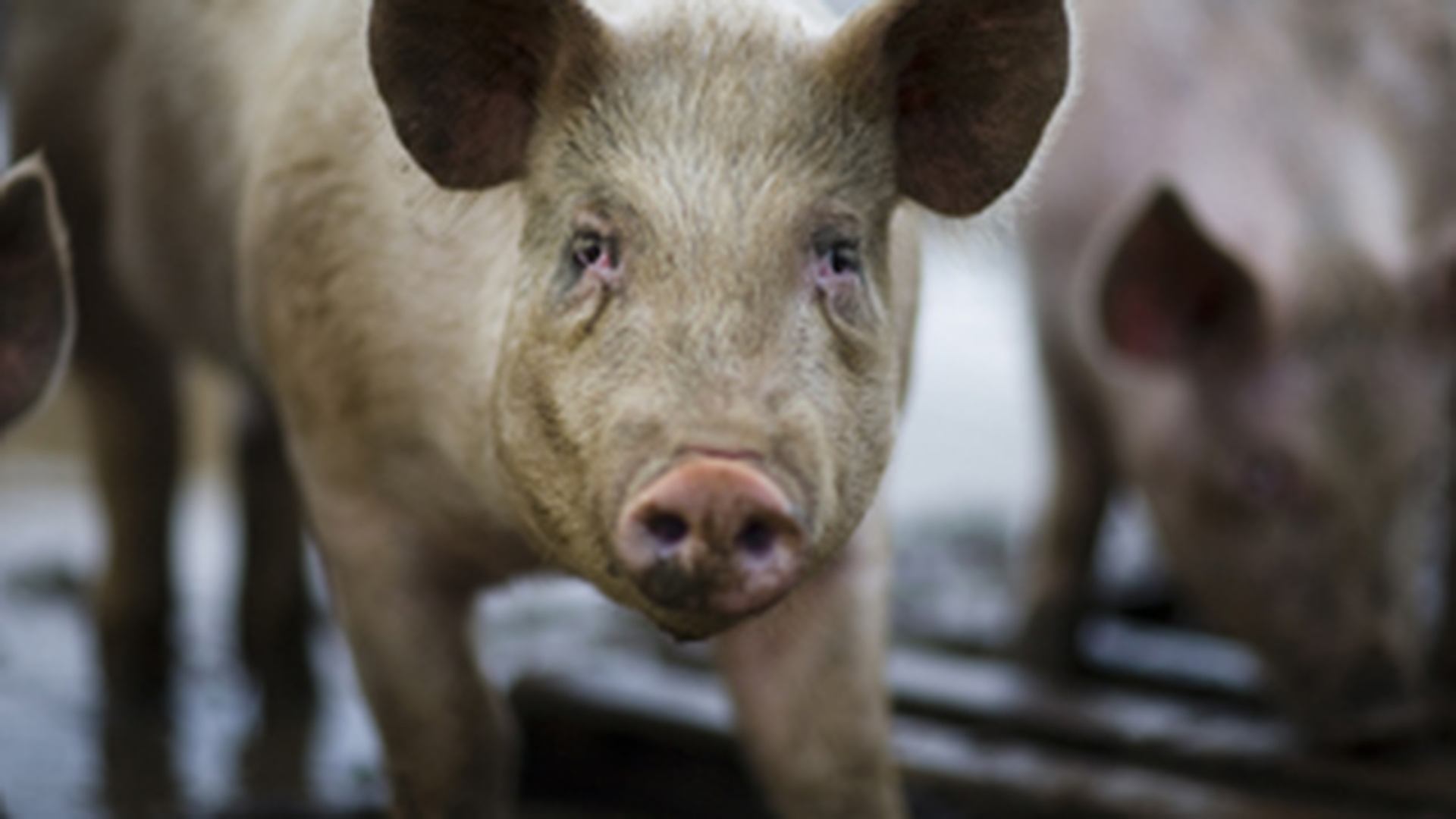 Cadavrele unor porci masacrati au fost gasite pe un camp din Braila!