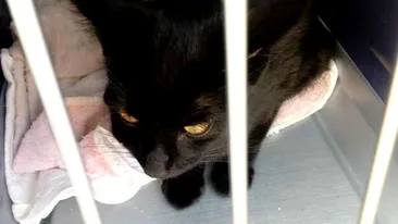 O femeie din Cluj, amendată pentru că s-a urcat cu pisica în autobuz: „Doar câinii pot circula!”