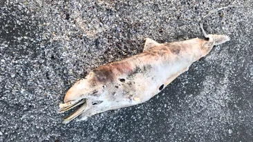 Descoperire înfiorătoare pe plaja din Mamaia! A fost găsit un delfin în stare de putrefacție, iar în apropiere de el era...