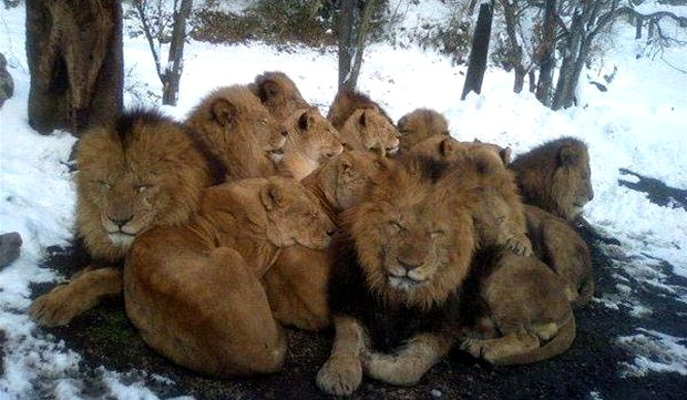 Clima o ia razna! A nins în Africa de Sud! Primele imagini cu animalele suprinse de zăpadă (video + foto)
