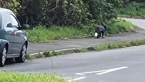 Bestia misterioasă care a tulburat apele în Marea Britanie. Imaginile au devenit virale