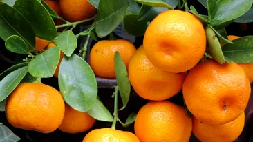 Nu e o glumă! Locul în care cojile de mandarine se vând la prețul aurului