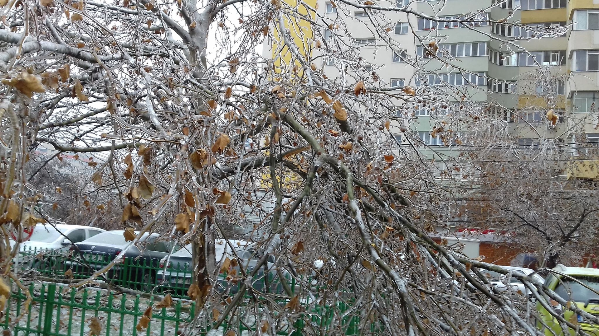 Prima victimă, după noaptea de groază din Capitală! Un bărbat, strivit de un copac în Sectorul 6