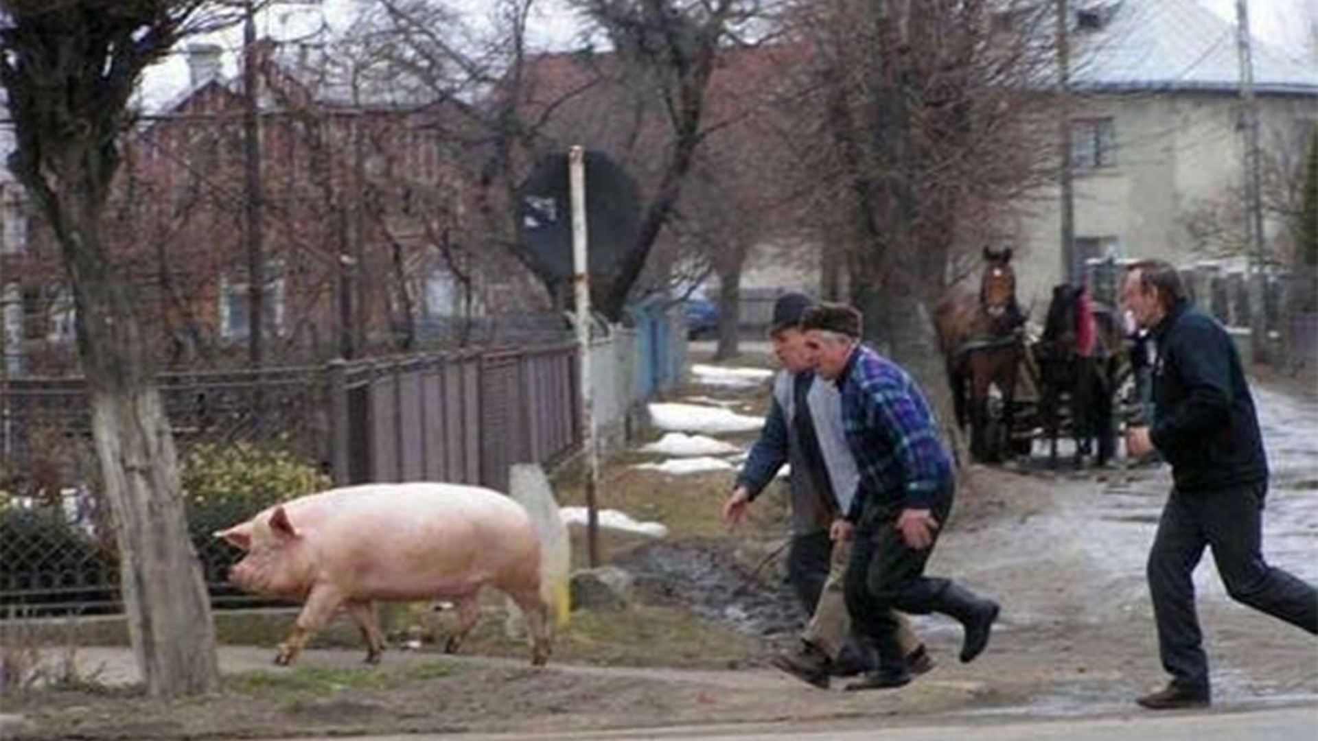Caz ireal în Pădureni! Un sătean a fost prins furând 14 rațe de la vecinul lui. Ca să fie iertat, i-a promis o bucată din porcul pe care urma să-l taie. Ce a urmat depășește orice imaginație