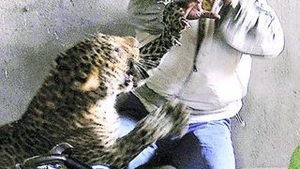 Indian scalpat de un leopard