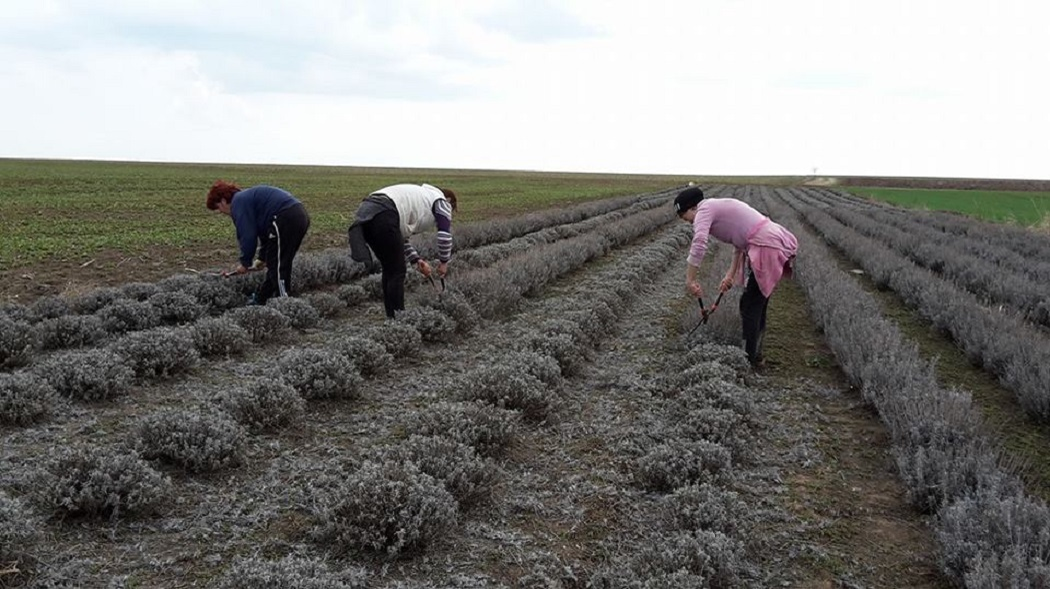 Frusinica Ionescu a plantat, cât vezi cu ochii, levănţică