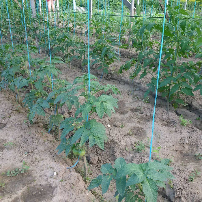 O parte din grădina de unde provin bunătăţile