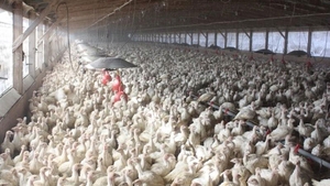 Peste 42.000 de pasari de la o ferma din Olanda au fost sacrificate din cauza gripei aviare