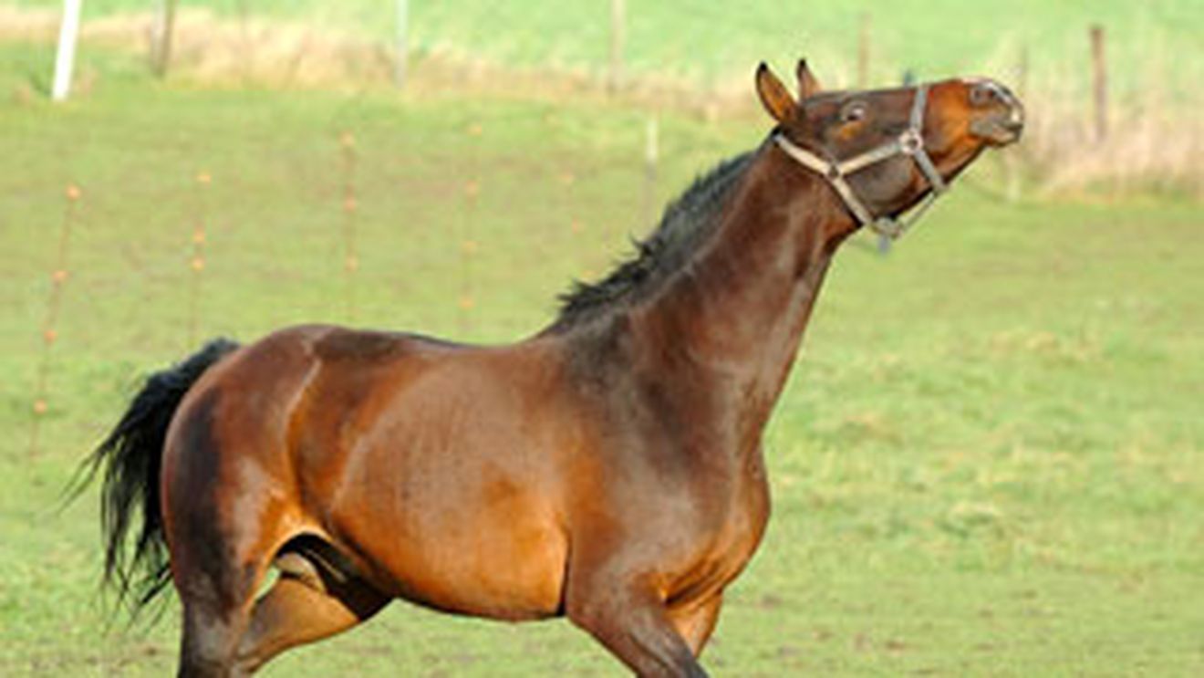 O femeie din Botosani, omorata de propriul cal