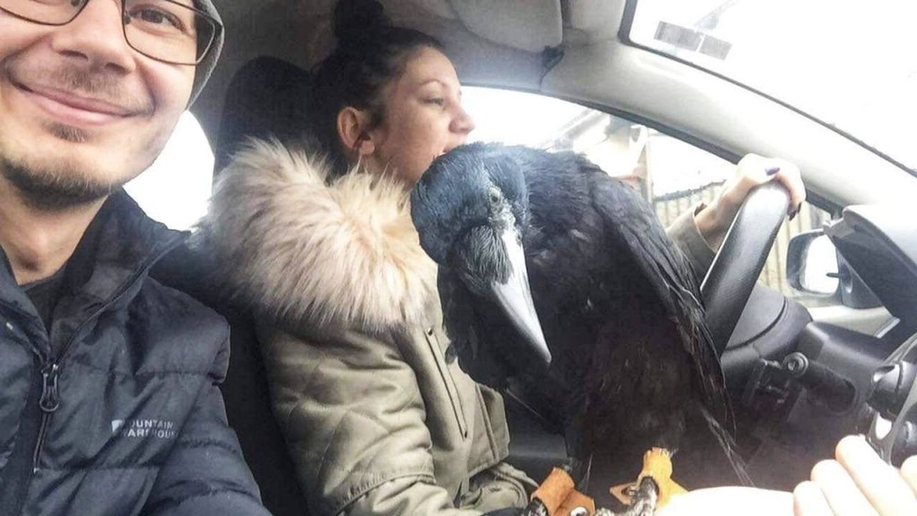 Un cuplu din Târgu Jiu are drept animal de companie... o cioară. Cronco are camera ei și este nedespărțită de stăpâni