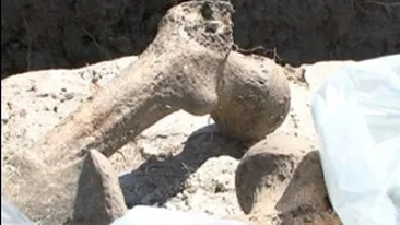 Schelet vechi de 2.500 de ani, descoperit in Bistrita!