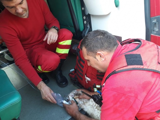 Un pompier din Bistrița a salvat un iepure dintr-un incendiu. I-a pus o mască de oxigen pentru a putea respira