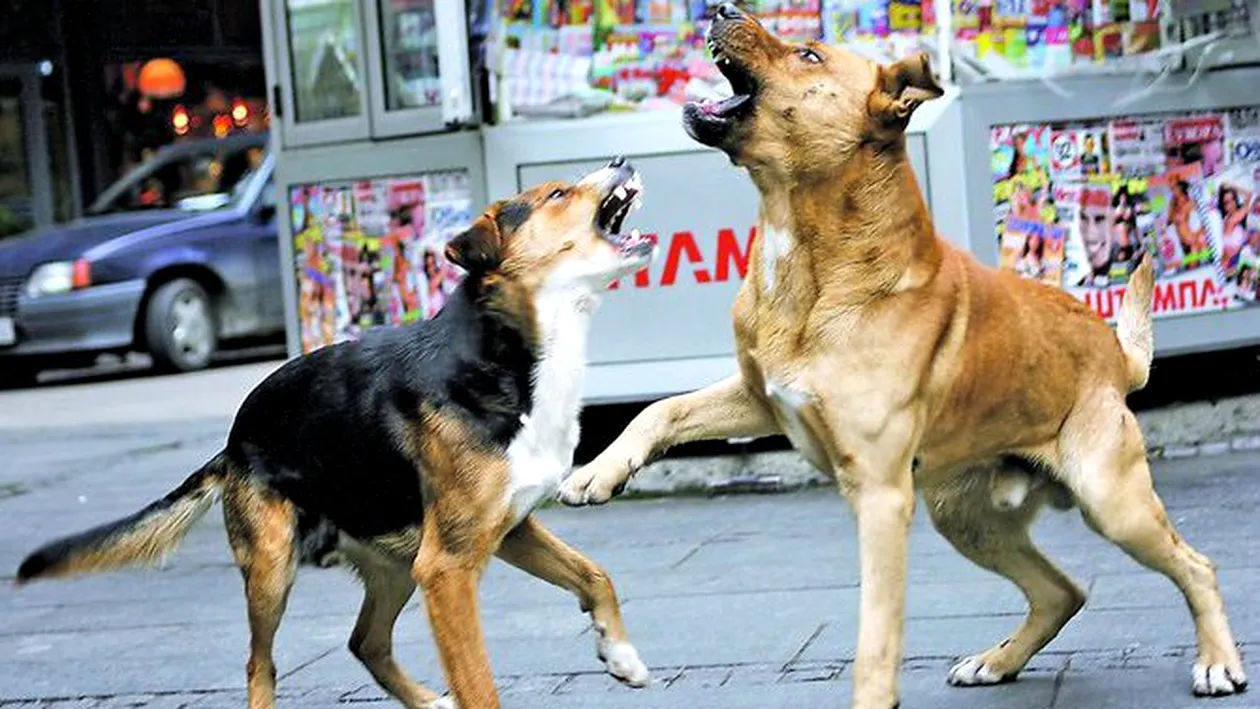 Zeci de cani maidanezi au fost impuscati din mers in Deva!