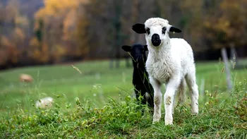 Cât a ajuns să coste un kilogram de carne de miel, cu aproape o lună înainte de Paște: ”Prețul a urcat considerabil!”