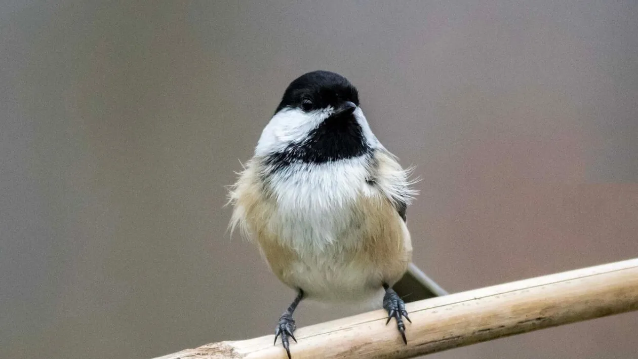 România, țara unde autostrăzile se opresc la broaște, urși și mercur