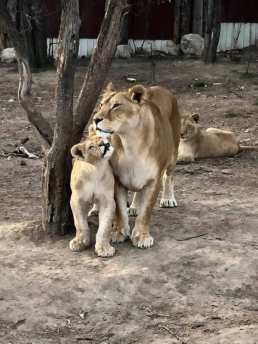 Menajeria lui Claudiu Duică