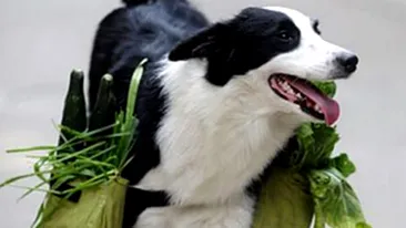 N-ai chef sa te duci la cumparaturi? Trimite-ti cainele