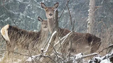 Zeci de cadavre de caprioare, gasite pe un camp din judetul Arad