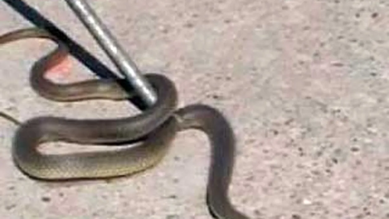 Interventie a ISU pentru a scoate un sarpe dintr-un apartament din Focsani