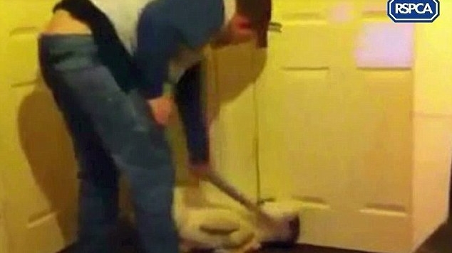 VIDEO SOCANT! Momentul in care un bărbat isi bate cu sălbăticie câinele, cu o teavă! Ce l-a determinat să facă asta