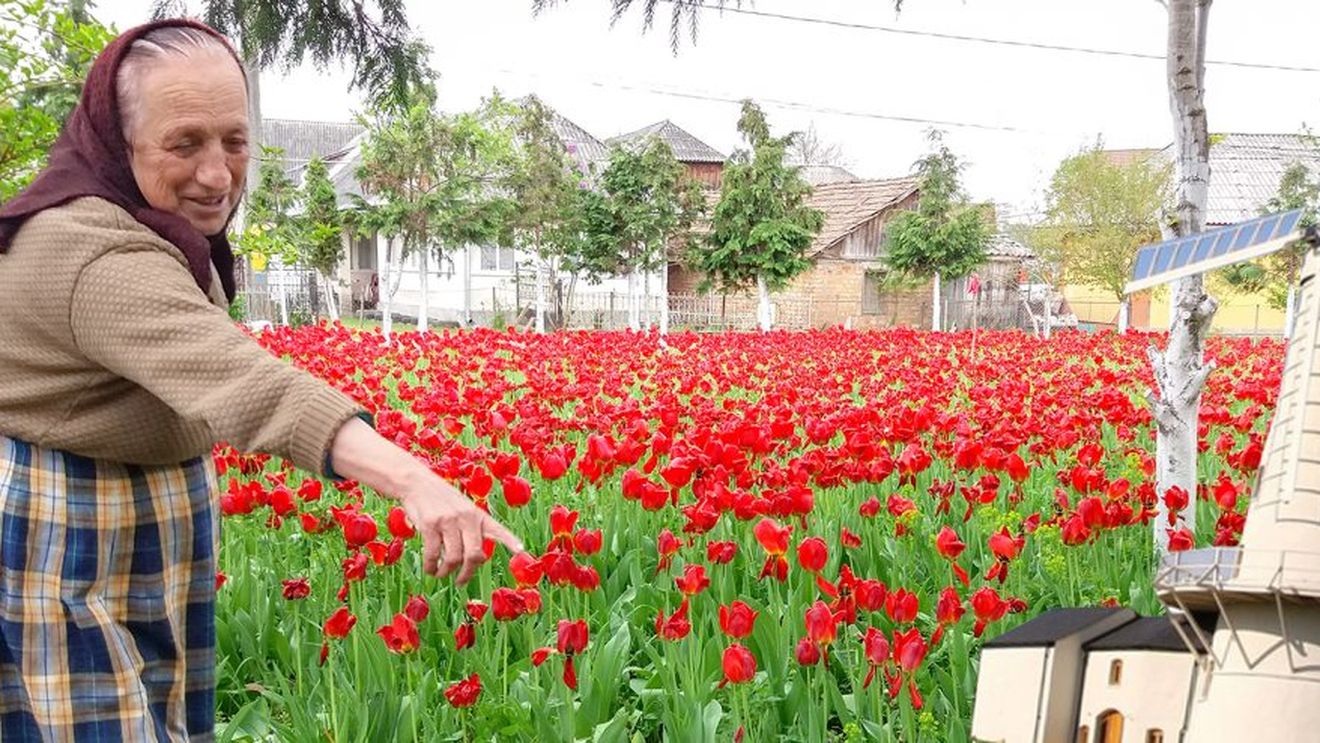 Casa ei a devenit loc de ”pelerinaj”! Ce a apărut în grădina unei maramureșence