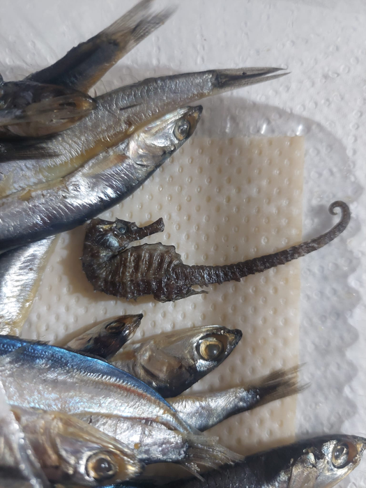O femeie a găsit un căluț de mare într-o caserolă cu hamsii.