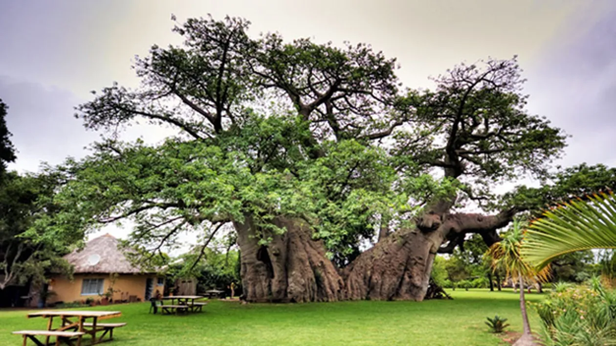 Pe asta sigur n-ai mai vazut-o! Vezi cum arata restaurantul construit in interiorul unui copac vechi de 6.000 de ani!