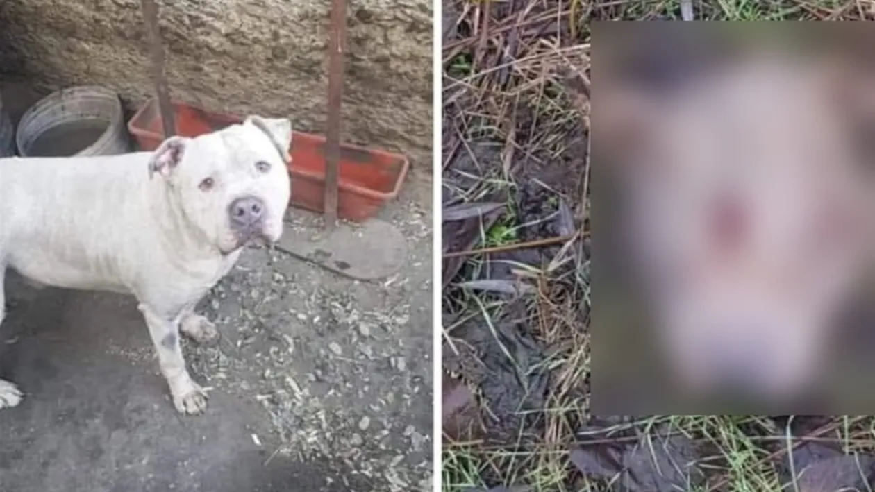 Caz revoltător în Tulcea. Vietnamezii ar fi furat câinii unui bărbat și i-ar fi mâncat 