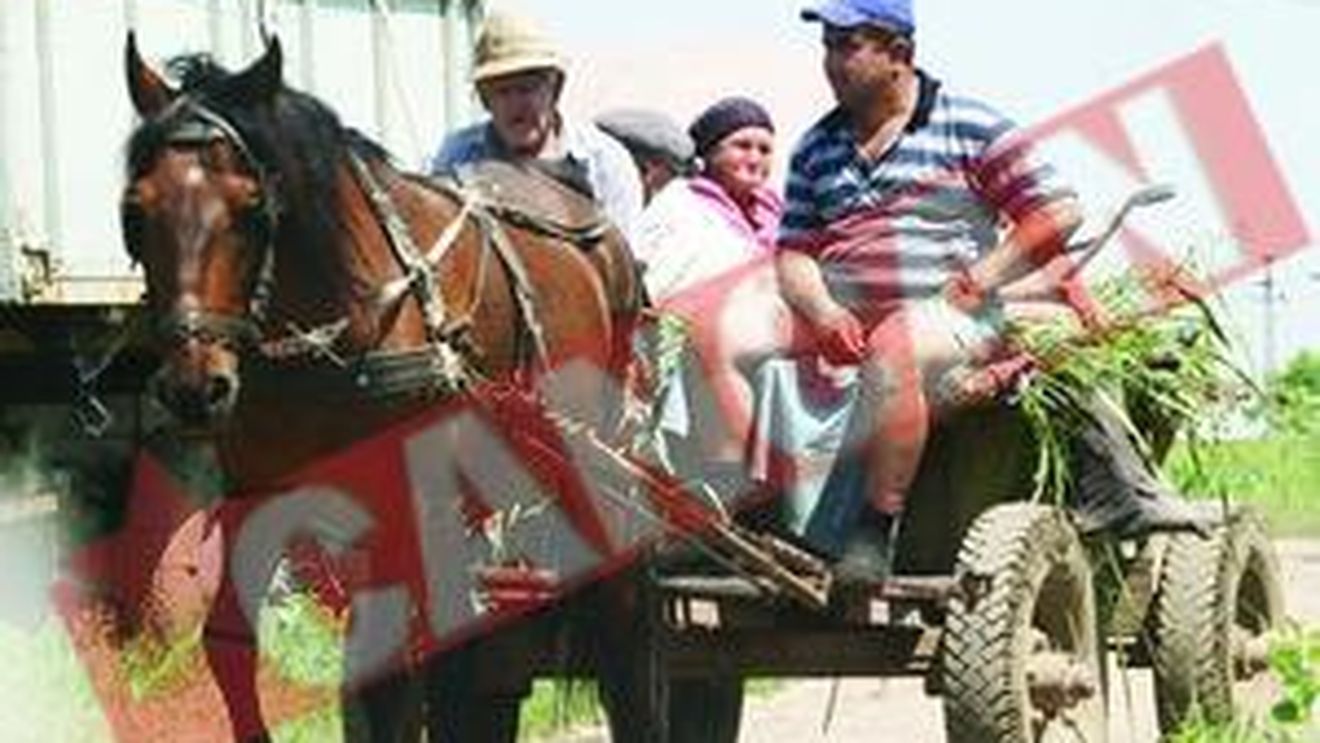 Primul dosar penal pentru maltratarea animalelor