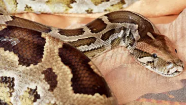 Politistii cauta un sarpe boa de trei metri si 20 de kilograme!