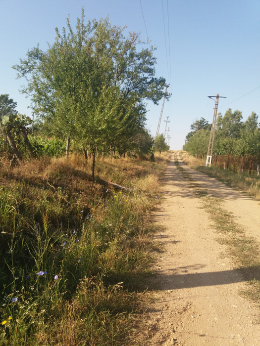 Bucicani, un loc rupt de lume, de care nu a auzit nici COVID-ul