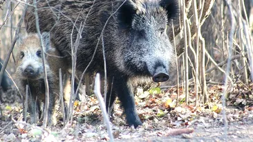 Alertă în Vaslui! Pestă porcină africană, descoperită la mistreții din două fonduri de vânătoare